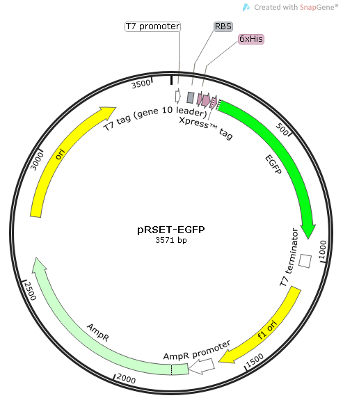 pRSET-EGFP质粒图谱