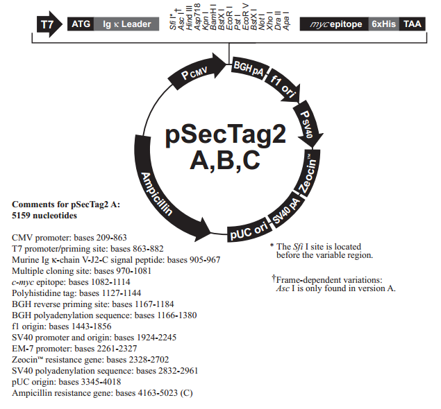 pSecTag2 A 质粒图谱