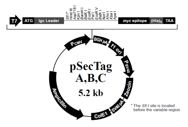 pSecTag B 质粒图谱