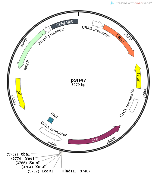 pSH47质粒图谱