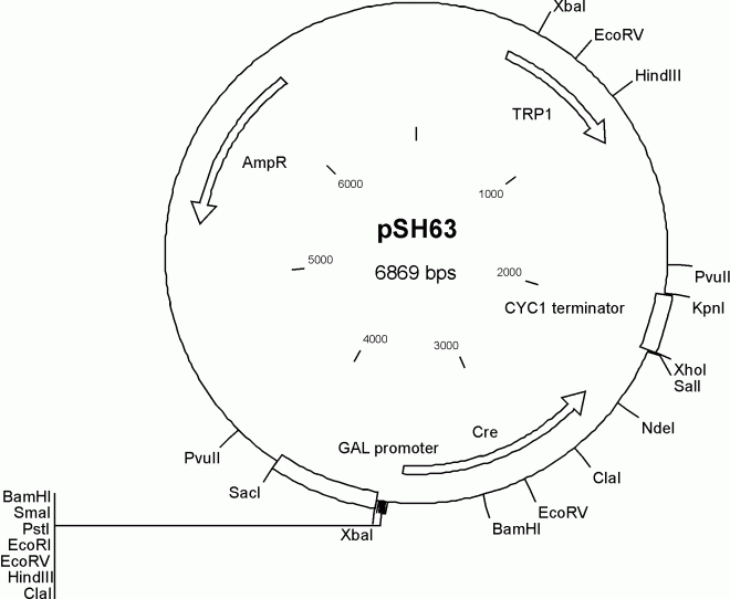 pSH63质粒图谱