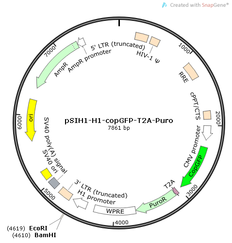 pSIH1-H1-copGFP-T2A-Puro质粒图谱