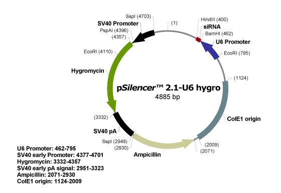pSilencer 2.1-U6 hygro 质粒图谱