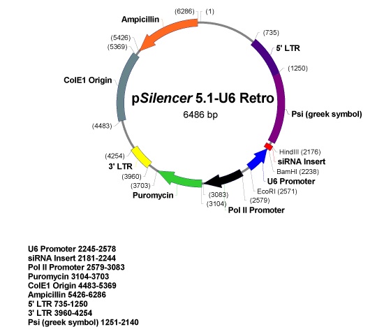 pSilencer5.1-U6 Retro 质粒图谱