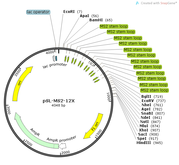 pSL-MS2-12X质粒图谱