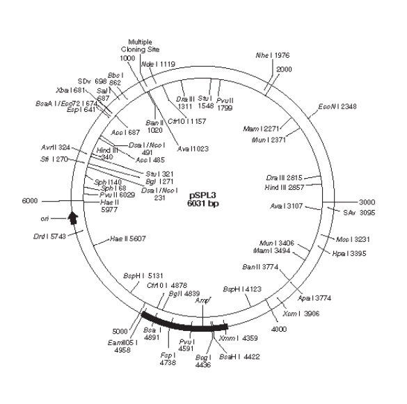 pSPL3质粒图谱