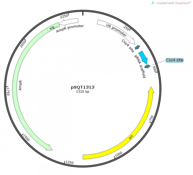 pSQT1313质粒图谱