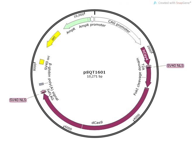 pSQT1601质粒图谱