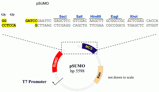 pSUMO质粒图谱