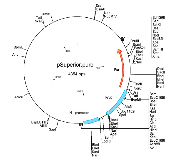 pSUPERIOR.puro质粒图谱