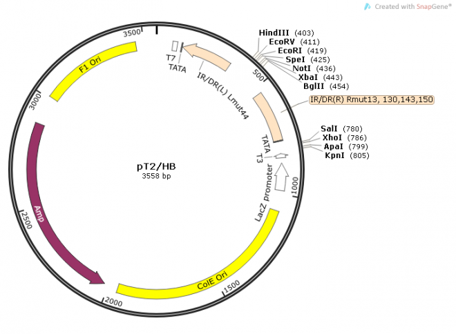 pT2/HB质粒图谱