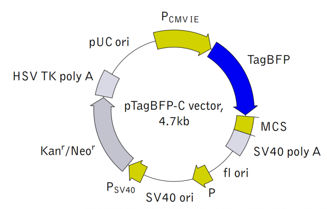 pTagBFP-C质粒图谱