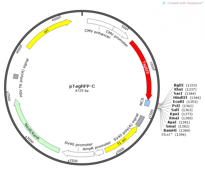pTagRFP-C质粒图谱
