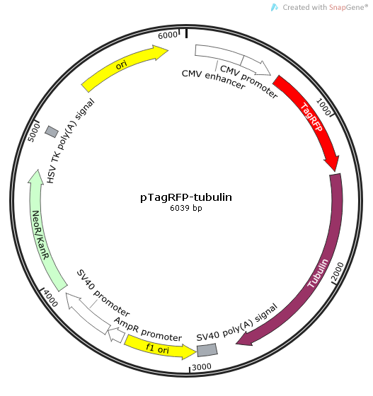 pTagRFP-tubulin质粒图谱