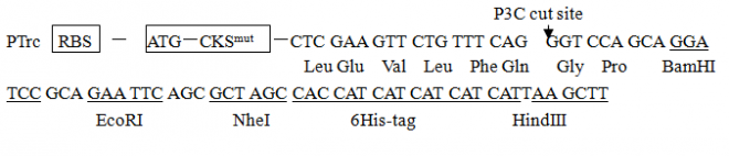 pTrc-CKS多克隆位点