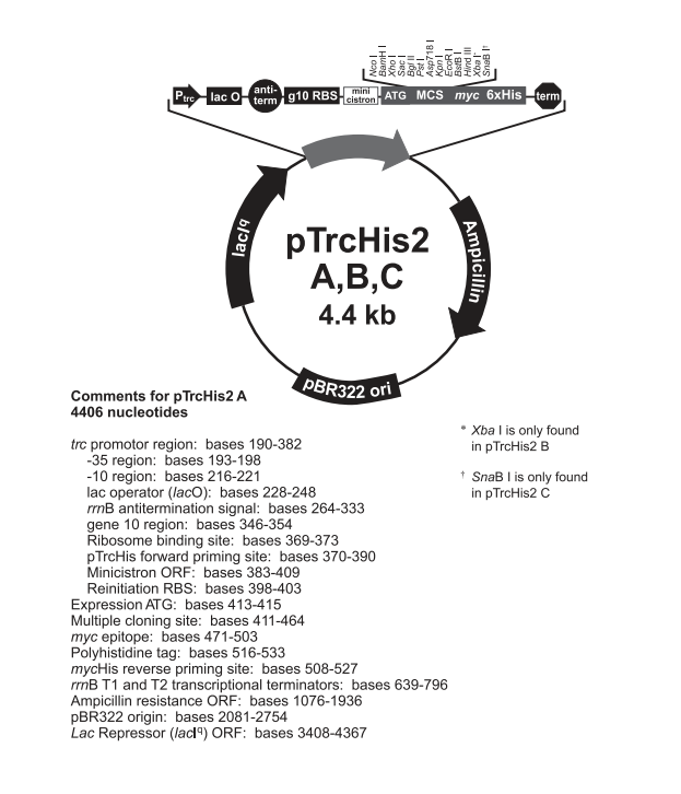 pTrcHis2 C 质粒图谱