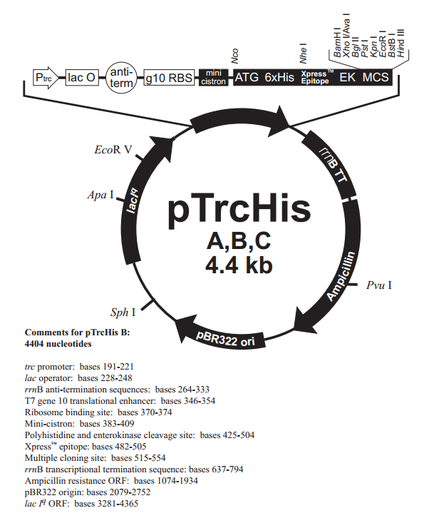 pTrcHis B质粒图谱