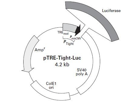 pTRE-Tight-Luc质粒图谱