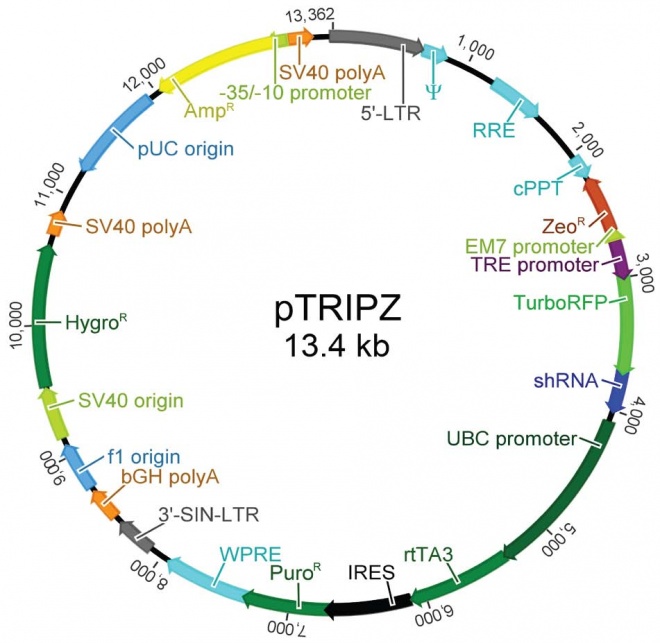 pTRIPZ质粒图谱