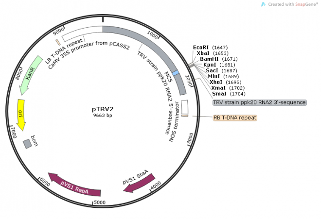 pTRV2质粒图谱