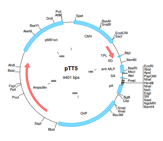 pTT5质粒图谱