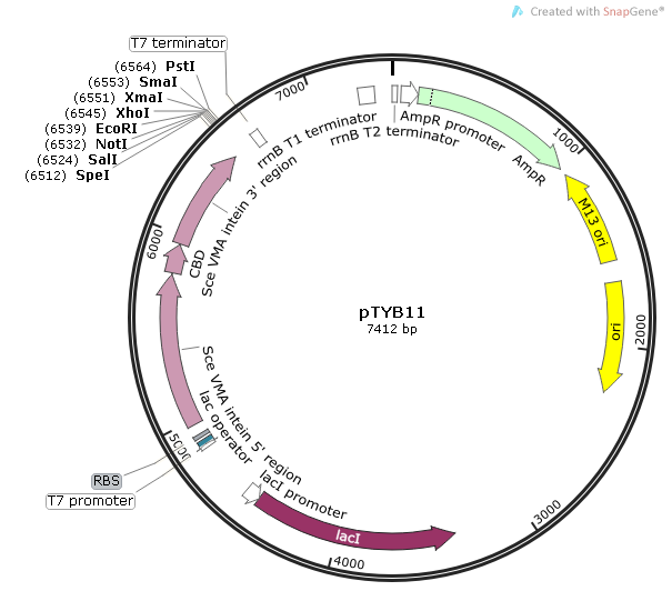 pTYB11 质粒图谱