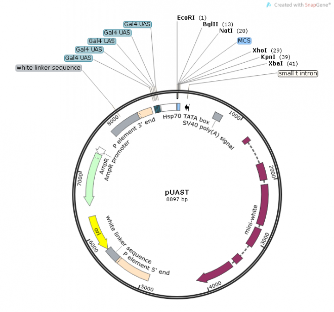 pUAST质粒图谱