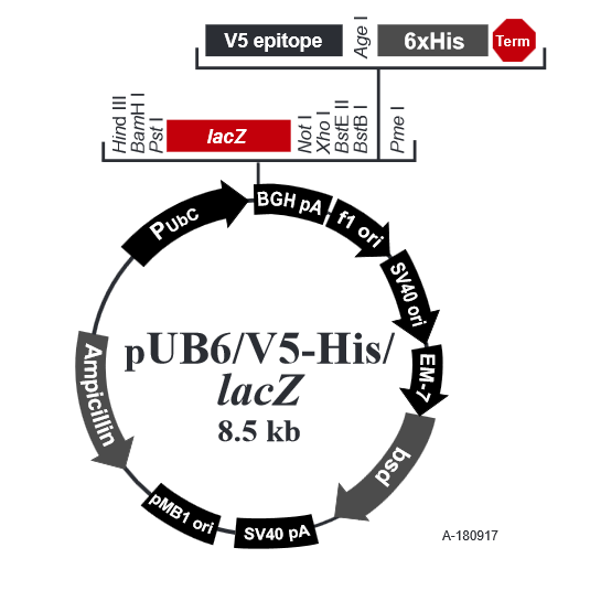 pUB6/V5-His /LacZ 质粒图谱