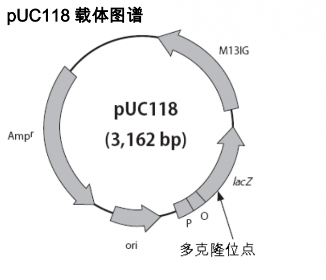 pUC118质粒图谱