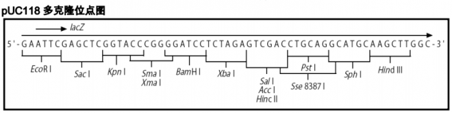 pUC118多克隆位点