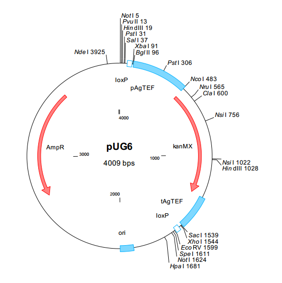 pUG6質粒圖譜