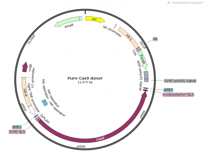 Puro-Cas9 donor质粒图谱