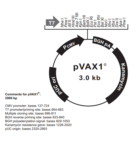 pVAX1 质粒图谱