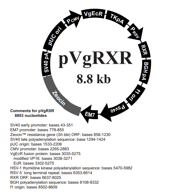 pVgRXR 质粒图谱