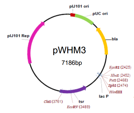 pWHM3质粒图谱