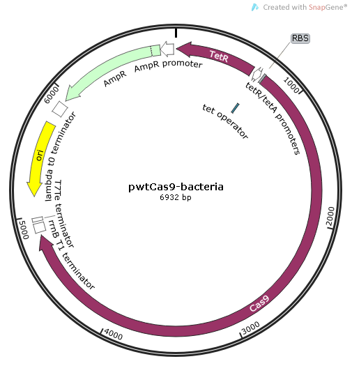 pwtCas9-bacteria质粒图谱