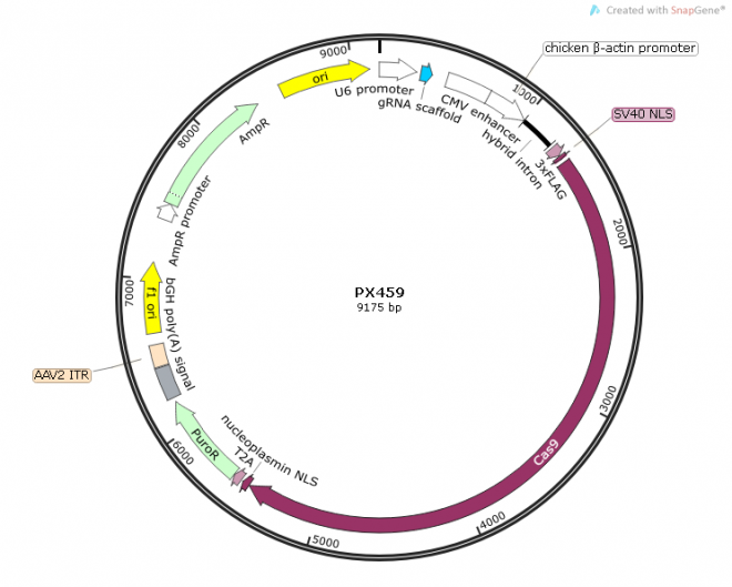 PX459质粒图谱