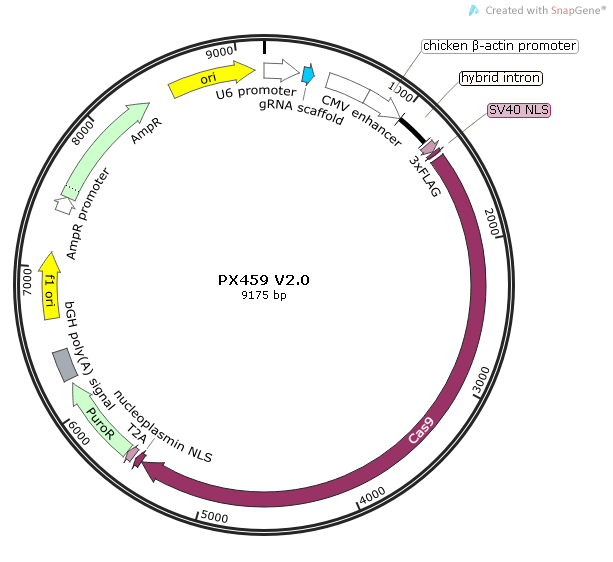 pX459 V2.0质粒图谱