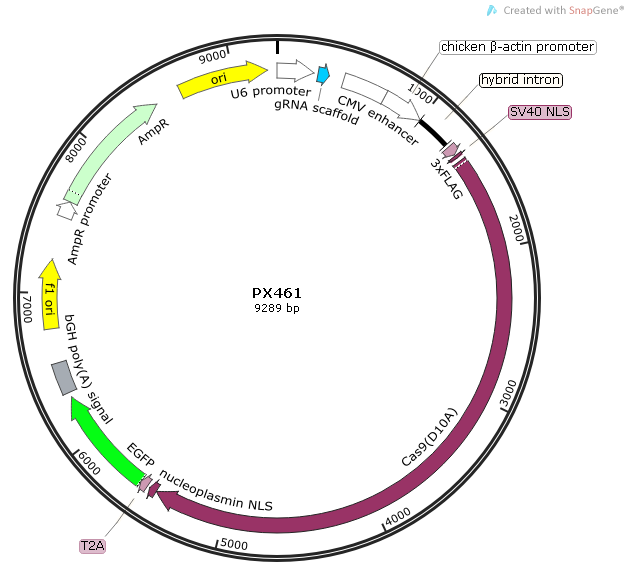 PX461质粒图谱