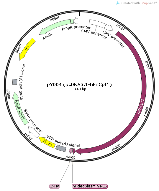 pY004 (pcDNA3.1-hFnCpf1) 质粒图谱