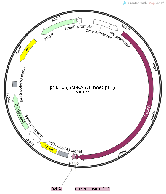 pY010 (pcDNA3.1-hAsCpf1)质粒图谱
