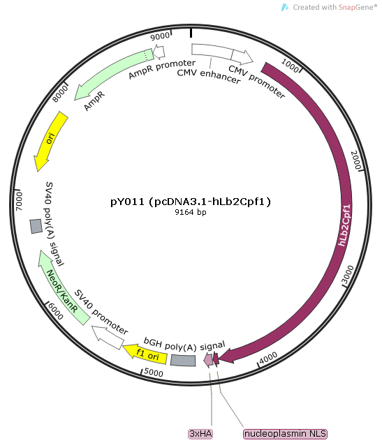 pY011 (pcDNA3.1-hLb2Cpf1)质粒图谱