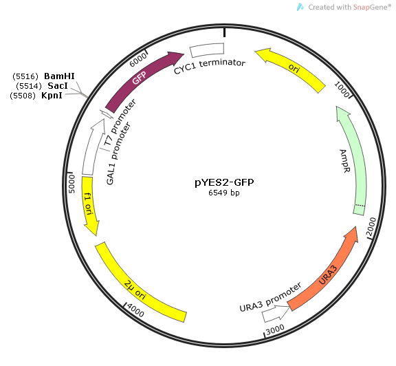 pYES2-GFP质粒图谱