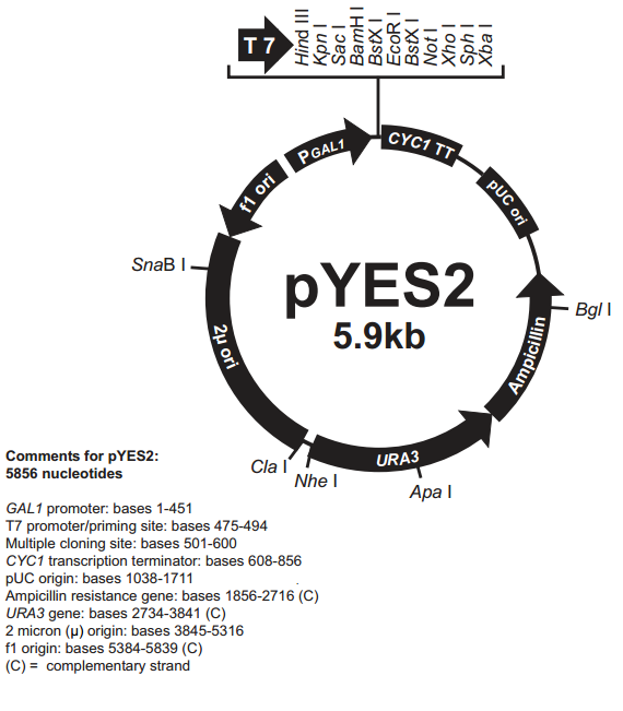 pYES2 质粒图谱