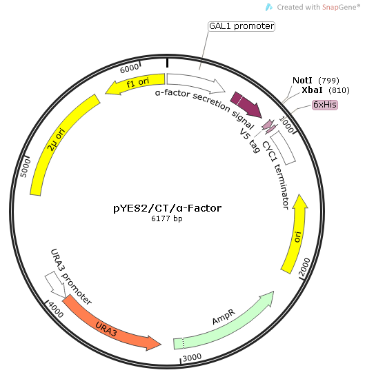 pYES2/CT/α-Factor质粒图谱