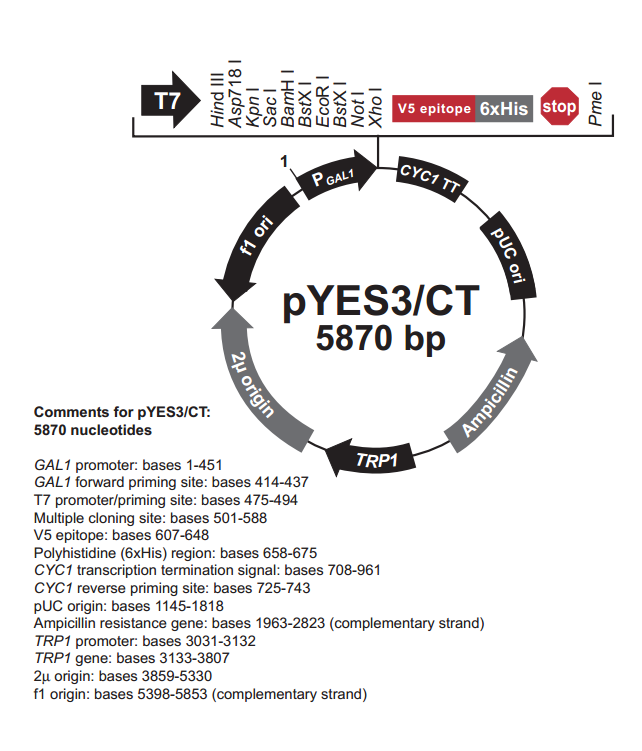 pYES3/CT 质粒图谱