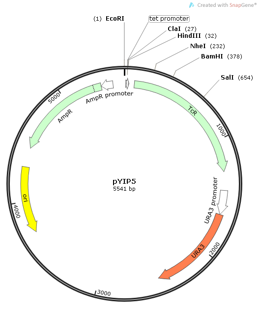 pYIP5质粒图谱
