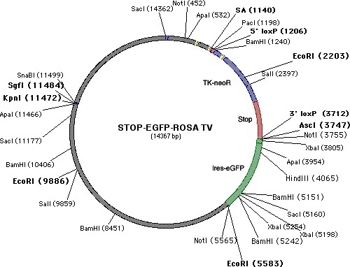 STOP-eGFP-ROSA26TV质粒图谱