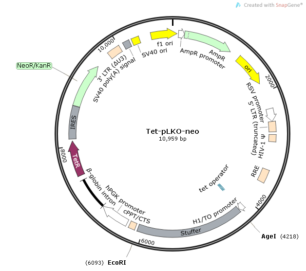 Tet-pLKO-neo质粒图谱