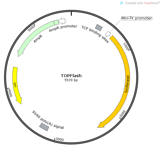 TOPFlash质粒图谱